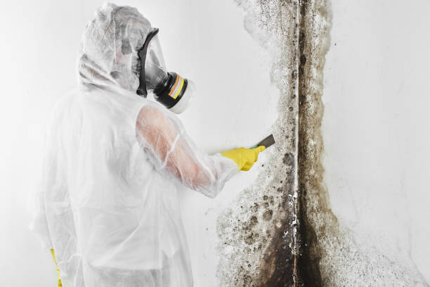 Best Mold Remediation  in Crestline, OH
