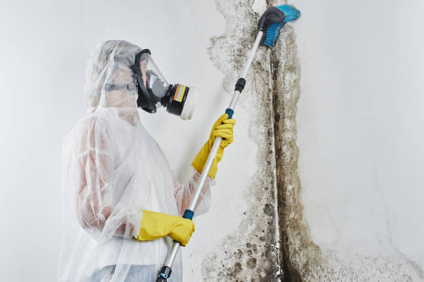 Best Mold Damage Repair  in Crestline, OH