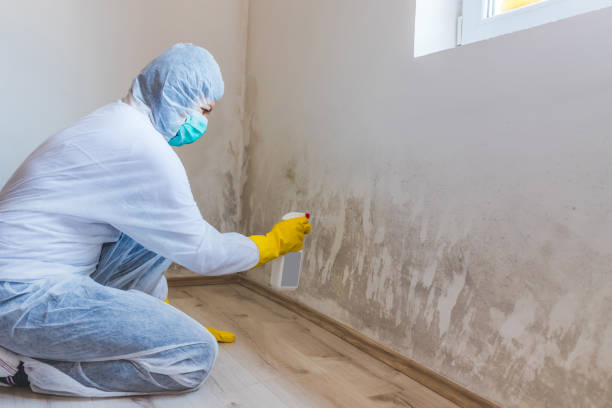 Best Mold Remediation Services  in Crestline, OH