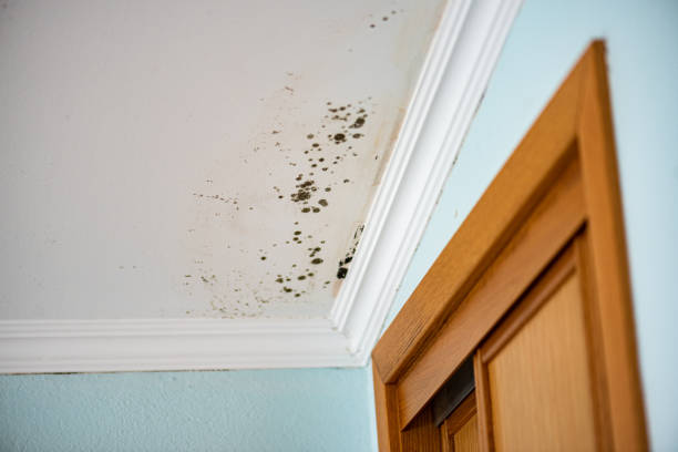 Best Residential Mold Removal  in Crestline, OH
