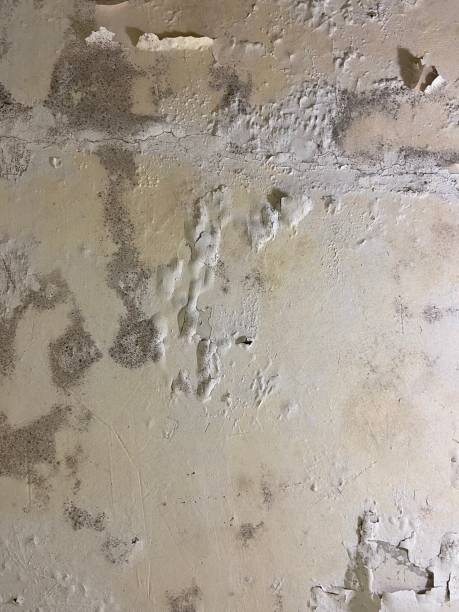 Best Certified Mold Removal  in Crestline, OH