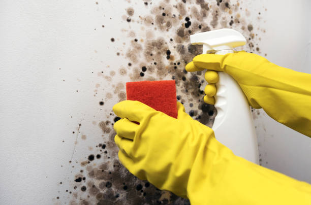 Best Fast Mold Removal  in Crestline, OH