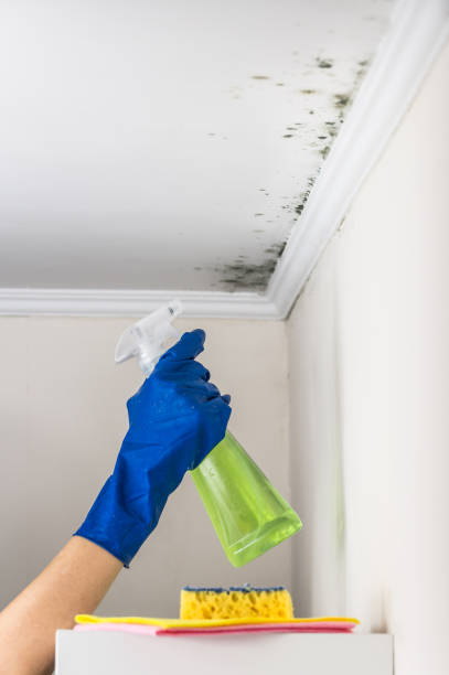 Best Attic Mold Removal  in Crestline, OH
