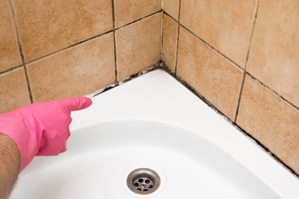 Best Affordable Mold Removal  in Crestline, OH