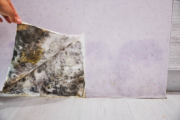 Best Mold Testing  in Crestline, OH